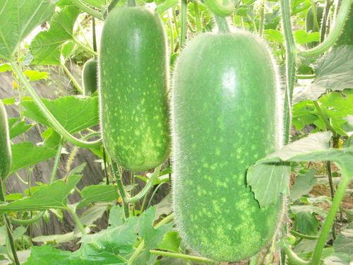 大板牙网红吃瓜,揭秘娱乐圈幕后真相