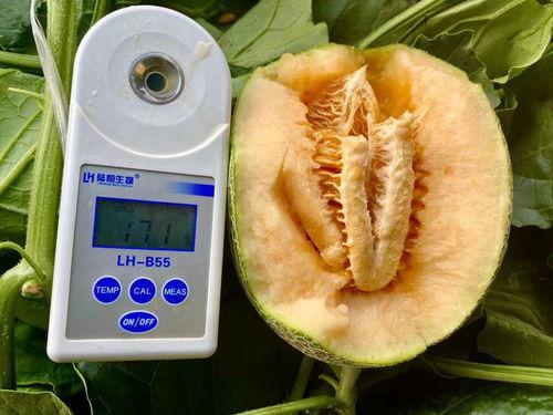 吃瓜网合集大全,盘点全网热门八卦，揭秘娱乐圈幕后真相