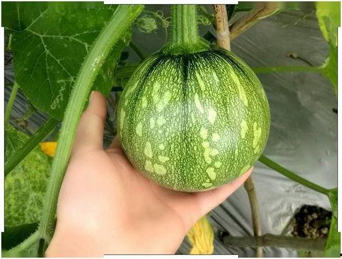 03年吃瓜小网红智淼,从网络红人到时代见证者